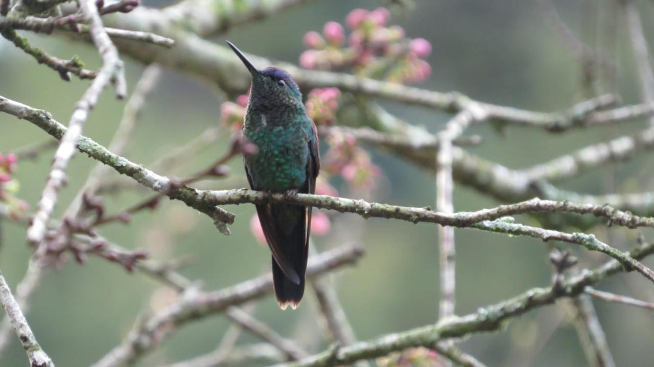 Villa Violeta Petropolis  Luaran gambar