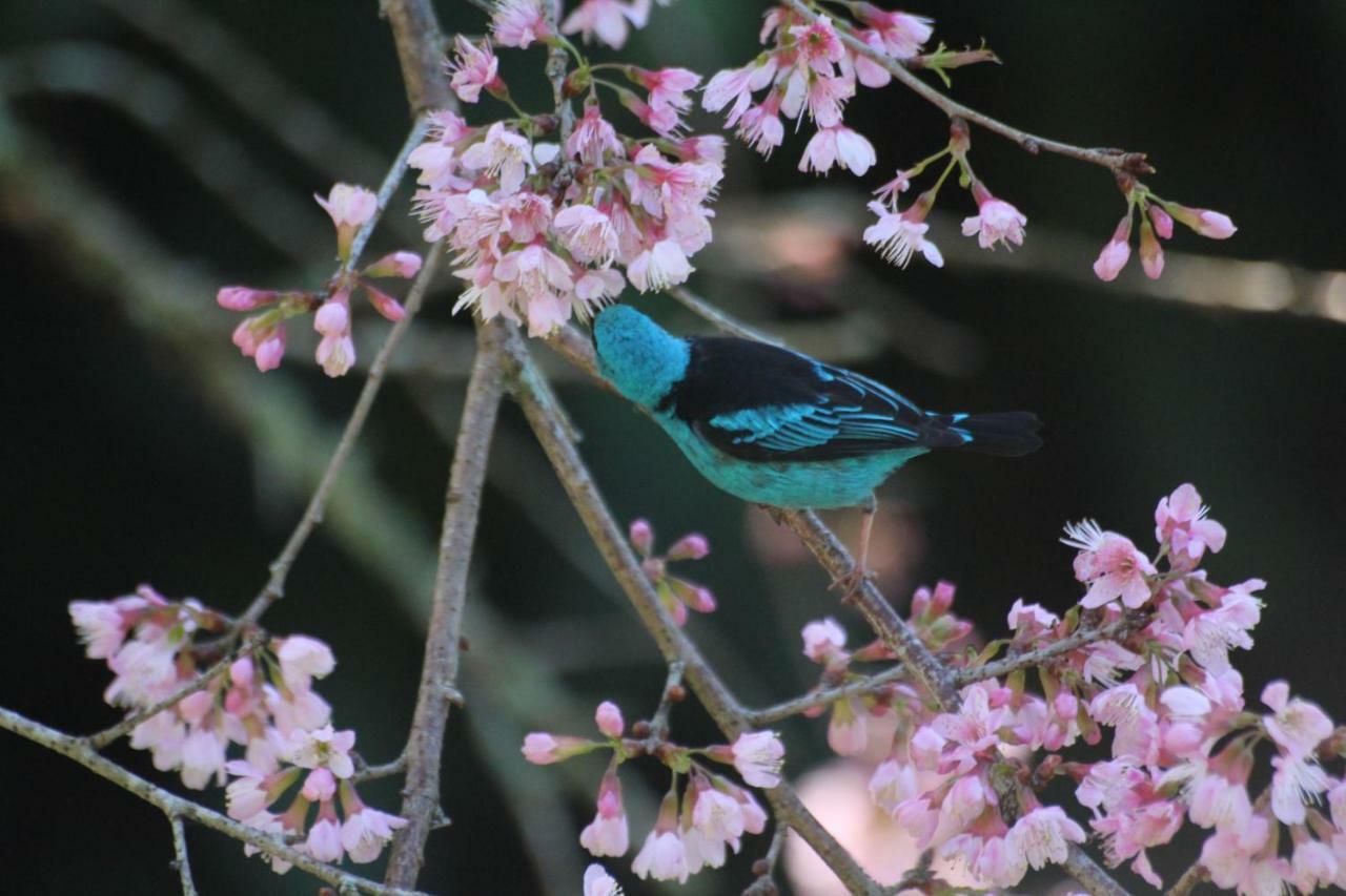 Villa Violeta Petropolis  Luaran gambar